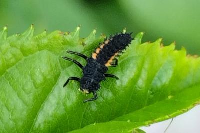 Harmonia axyridis