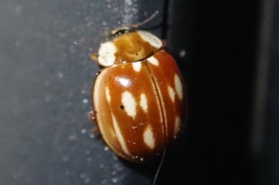 Myzia oblongoguttata