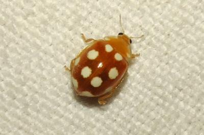 Vibidia duodecimguttata