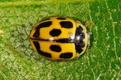 Propylea quatuordecimpunctata