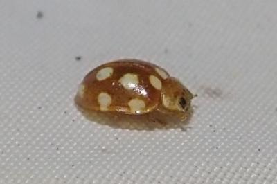 Vibidia duodecimguttata