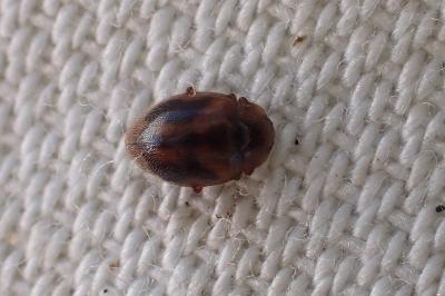 Rhyzobius chrysomeloides