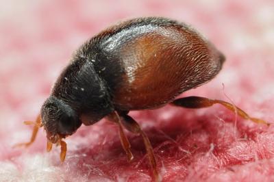 <i>Scymnus interruptus</i>