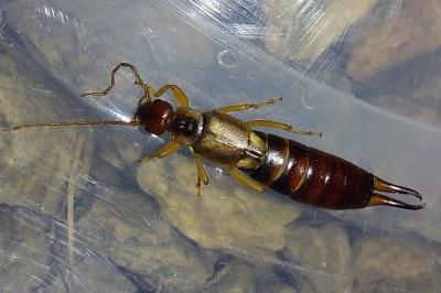 Forficula auricularia