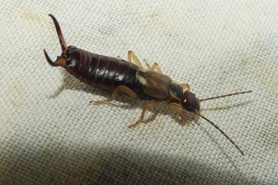 <i>Forficula auricularia</i>