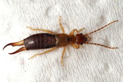 <i>Guanchia pubescens</i>