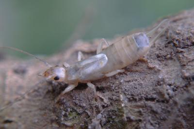 <i>Forficula auricularia</i>