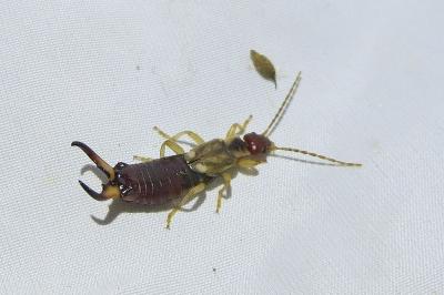 <i>Forficula auricularia</i>