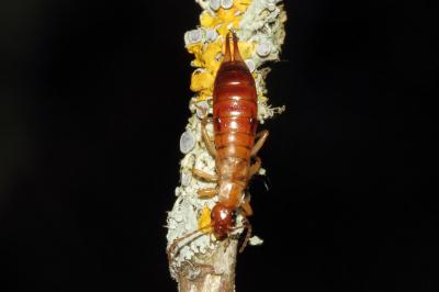 <i>Forficula lesnei</i>