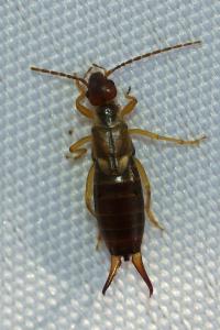 <i>Forficula auricularia</i>
