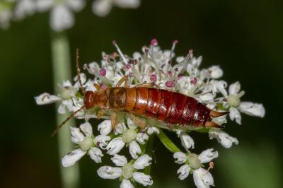 <i>Forficula lesnei</i>