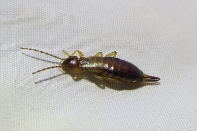 <i>Forficula lesnei</i>