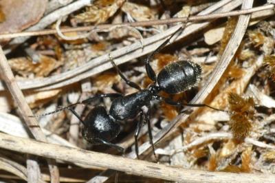 Camponotus vagus