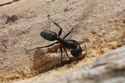Camponotus vagus