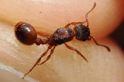 Myrmica sabuleti