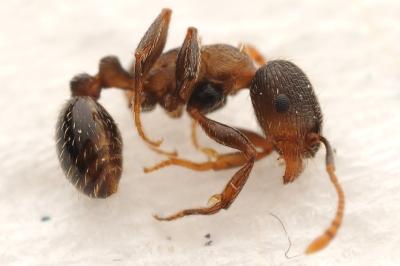 Tetramorium moravicum