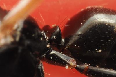<i>Camponotus fallax</i>