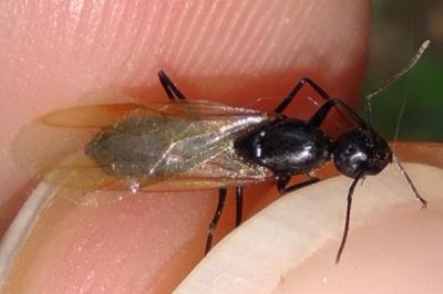 <i>Camponotus fallax</i>