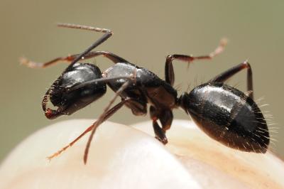 <i>Camponotus aethiops</i>