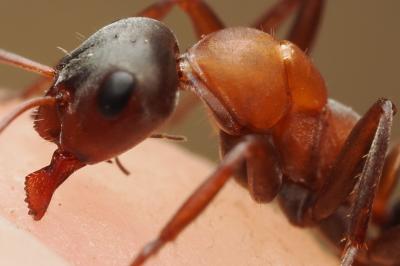 <i>Formica rufibarbis</i>