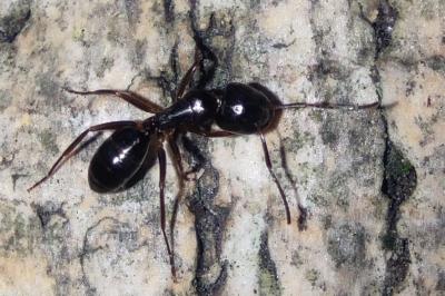 <i>Camponotus fallax</i>