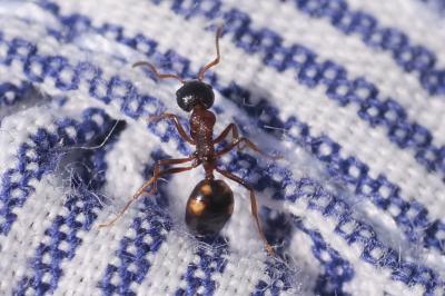 <i>Dolichoderus quadripunctatus</i>