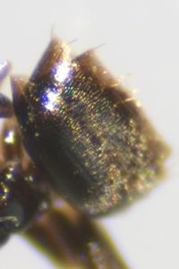 <i>Plagiolepis schmitzii</i>