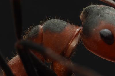 <i>Formica pratensis</i>