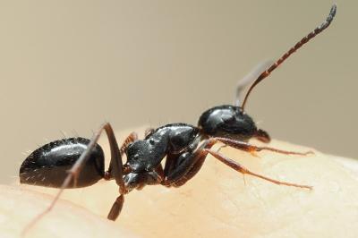 <i>Camponotus piceus</i>