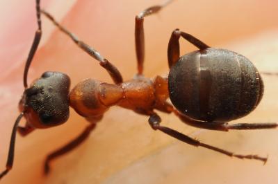 <i>Formica rufa</i>