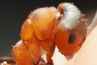 <i>Formica rufa</i>