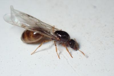 <i>Solenopsis fugax</i>