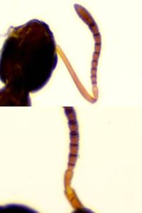 <i>Plagiolepis schmitzii</i>