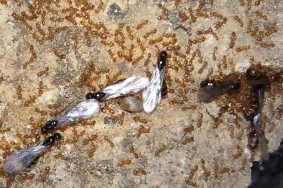 <i>Solenopsis fugax</i>