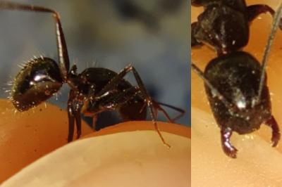 <i>Camponotus aethiops</i>