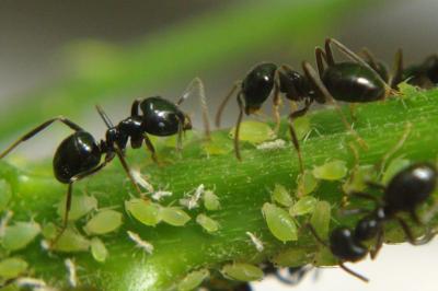 <i>Lasius fuliginosus</i>