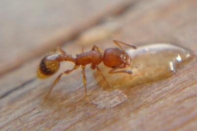 <i>Temnothorax unifasciatus</i>