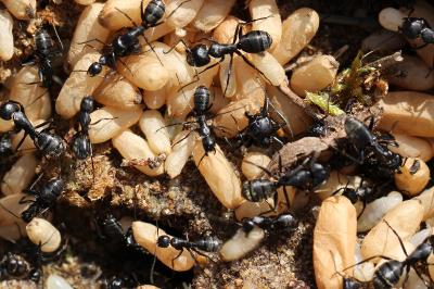<i>Camponotus vagus</i>