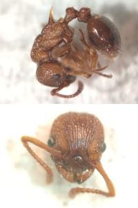 Myrmica sabuleti