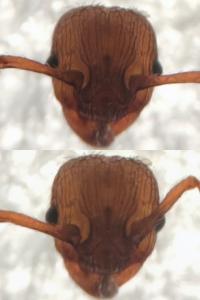 Myrmica sabuleti