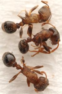 Tetramorium moravicum