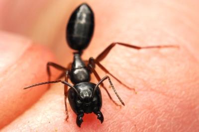 <i>Camponotus fallax</i>