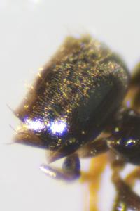 <i>Plagiolepis schmitzii</i>