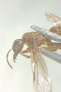 <i>Lasius mixtus</i>