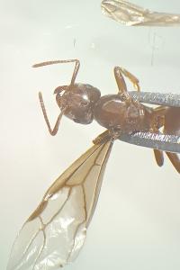 <i>Lasius mixtus</i>
