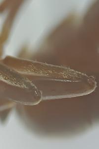 <i>Lasius mixtus</i>