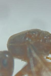 <i>Lasius mixtus</i>