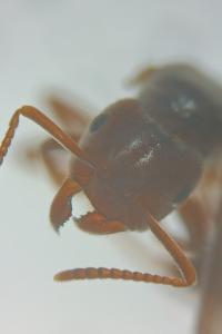 <i>Lasius mixtus</i>
