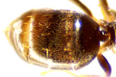 <i>Plagiolepis schmitzii</i>