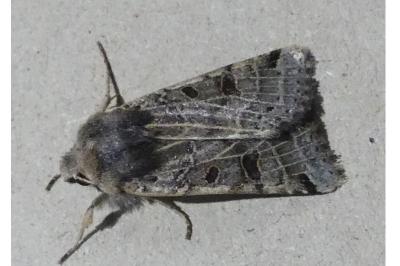 Anchoscelis lunosa